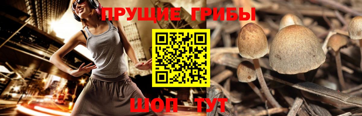 Сухой Лог  наркота  Вход с VPN  Галлюциногенные грибы MAGIC MUSHROOMS 